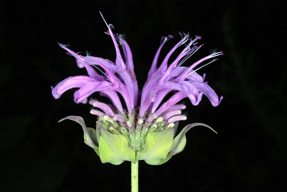 Csöves méhbalzsam / Monarda fistulosa 'Gardenview Scarlet'