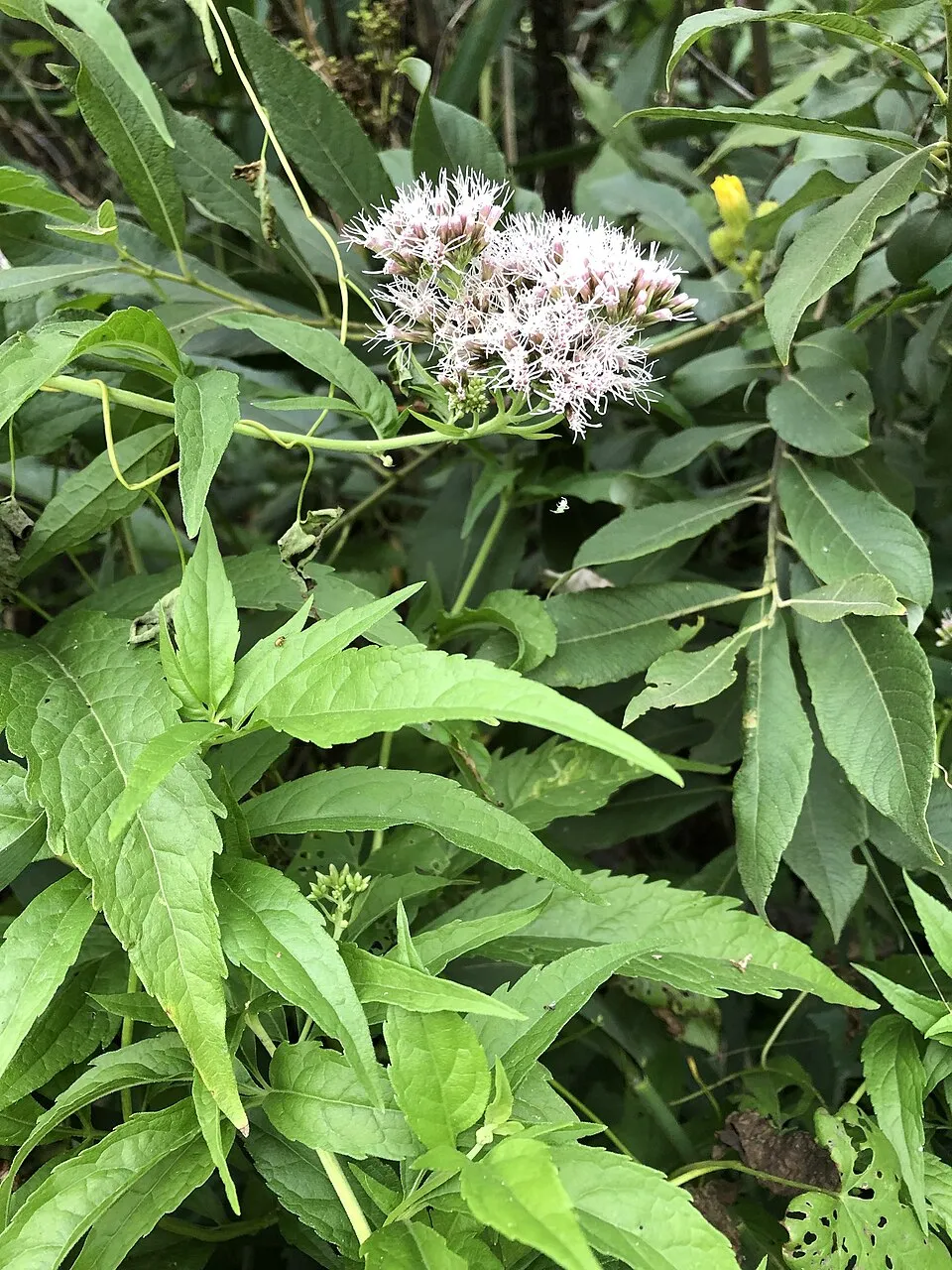 Sédkender / Neomirandea angularis (syn. Eupatorium fistulosum) 'Ivory Towers'