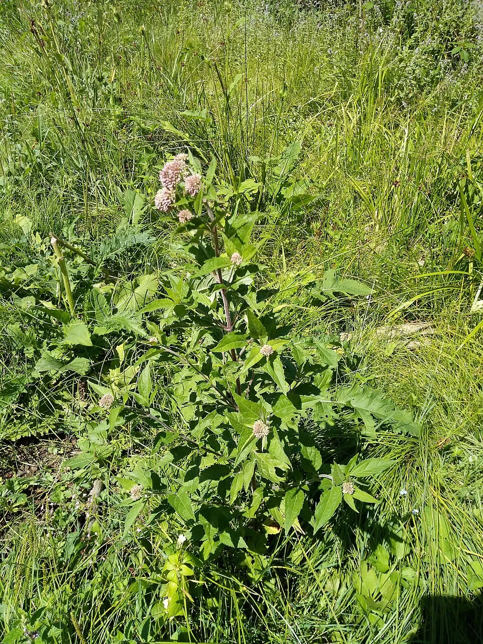 Sédkender / Neomirandea angularis (syn. Eupatorium fistulosum) 'Ivory Towers'