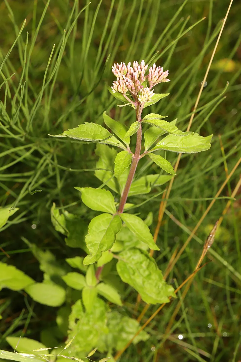 Sédkender / Neomirandea angularis (syn. Eupatorium fistulosum) 'Ivory Towers'