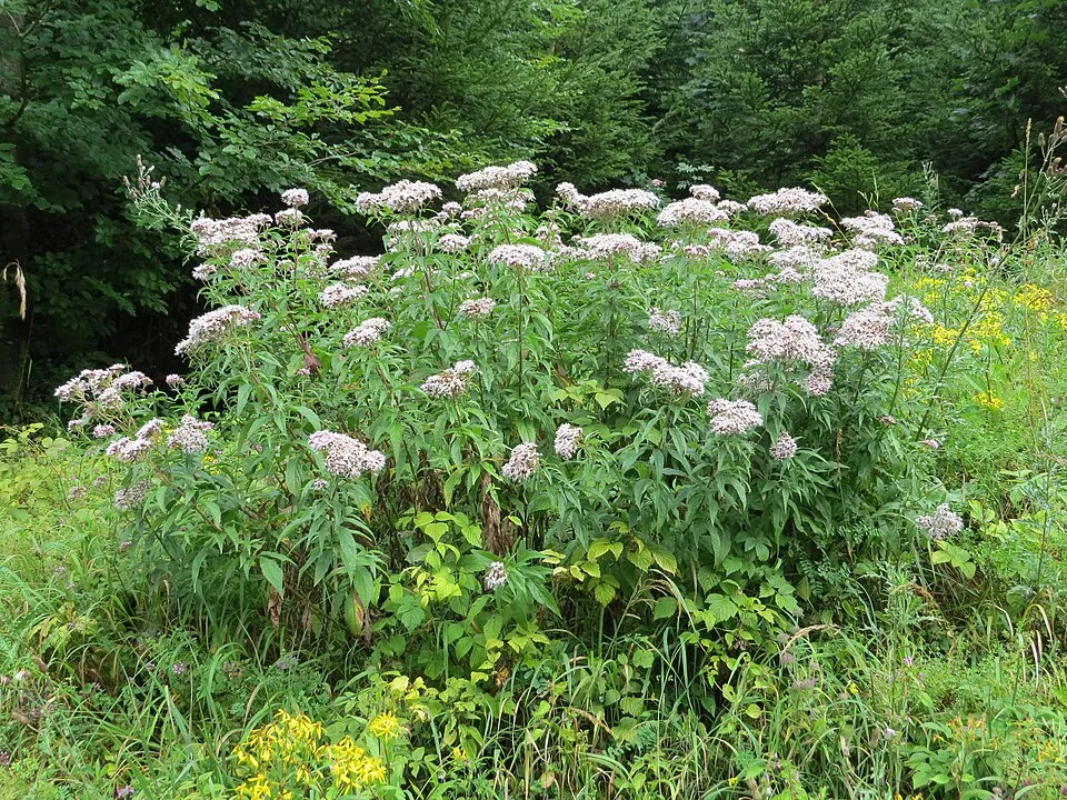 Sédkender / Neomirandea angularis (syn. Eupatorium fistulosum) 'Ivory Towers'