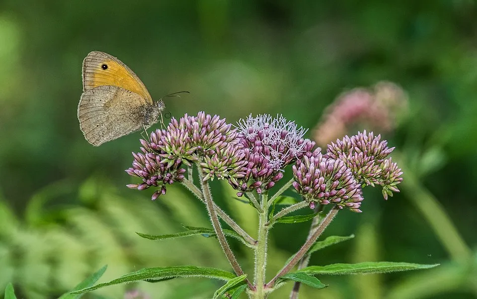 Sédkender / Neomirandea angularis (syn. Eupatorium fistulosum) 'Ivory Towers'