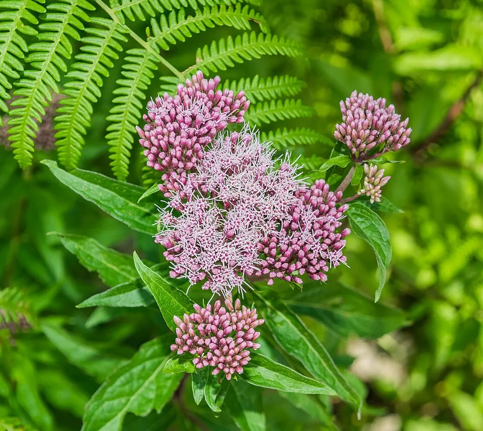 Sédkender / Neomirandea angularis (syn. Eupatorium fistulosum) 'Ivory Towers'