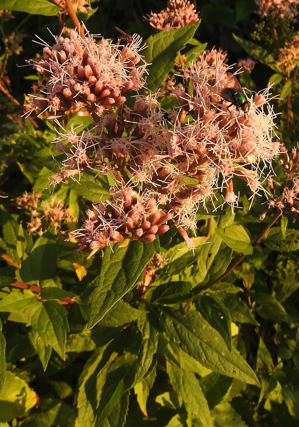 Sédkender / Neomirandea angularis (syn. Eupatorium fistulosum) 'Ivory Towers'