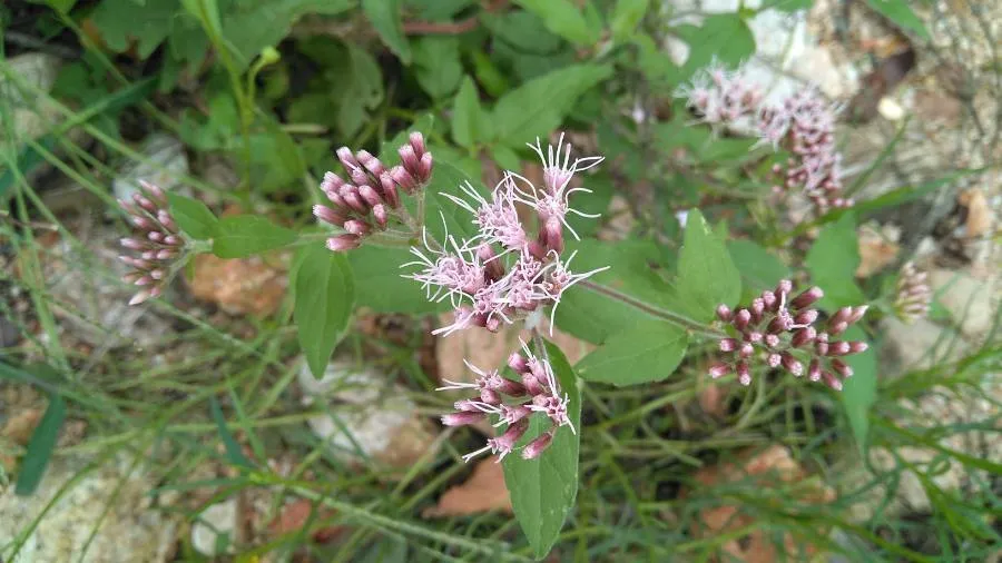 Sédkender / Neomirandea angularis (syn. Eupatorium fistulosum) 'Ivory Towers'
