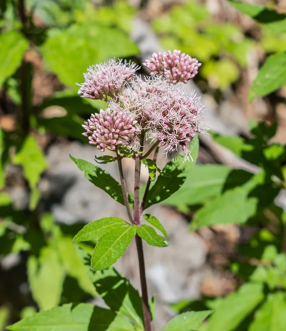 Sédkender / Neomirandea angularis (syn. Eupatorium fistulosum) 'Ivory Towers'