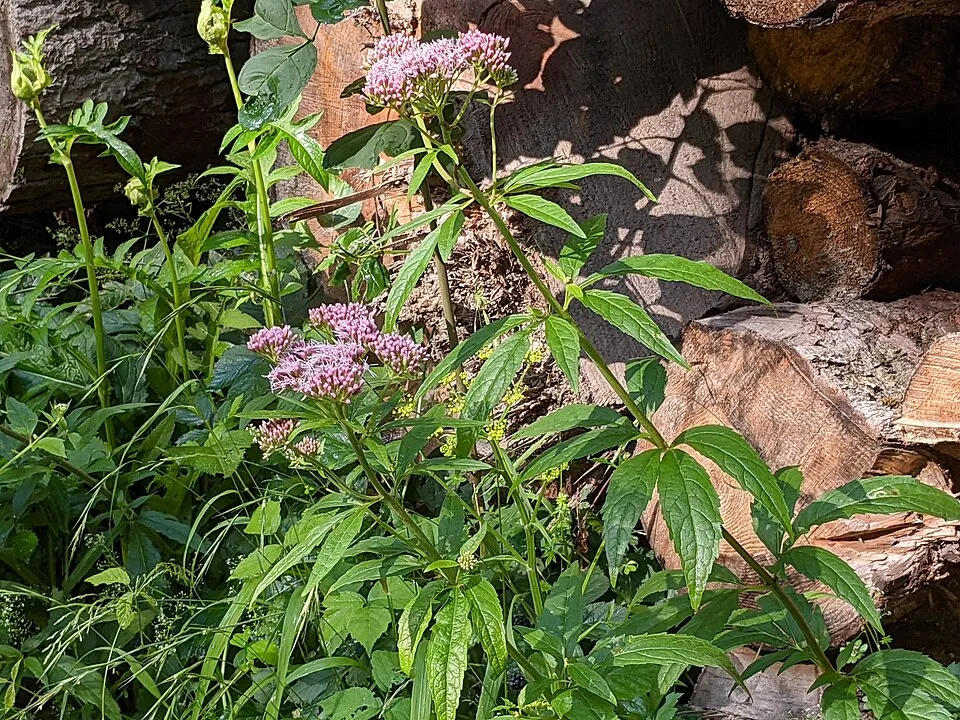 Sédkender / Neomirandea angularis (syn. Eupatorium fistulosum) 'Ivory Towers'