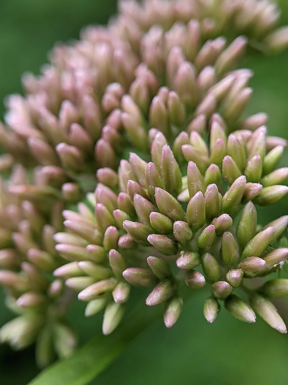 Sédkender / Neomirandea angularis (syn. Eupatorium fistulosum) 'Ivory Towers'