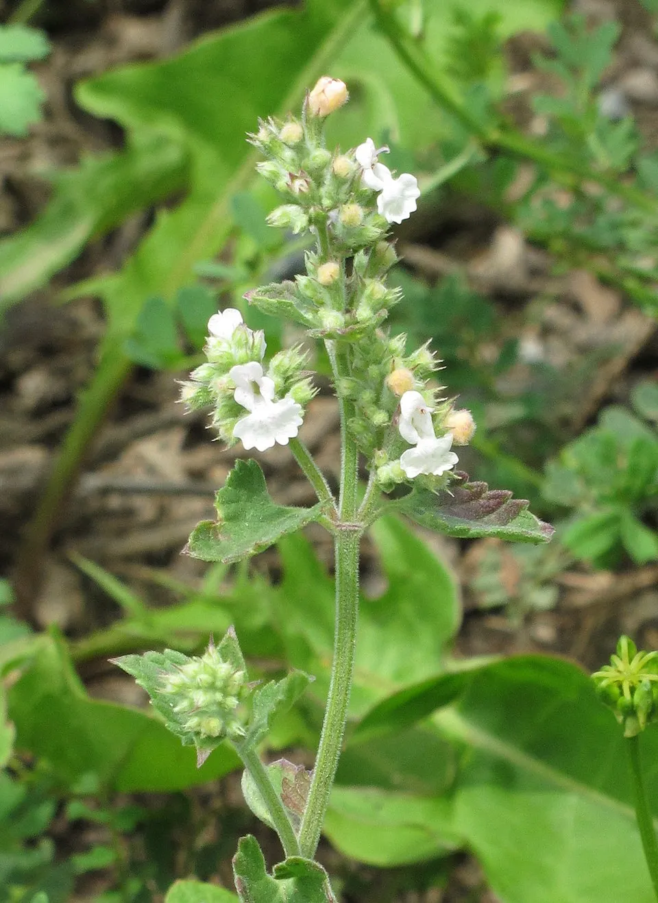 Macskamenta / Nepeta 'Magical Mr. Blue Sky'