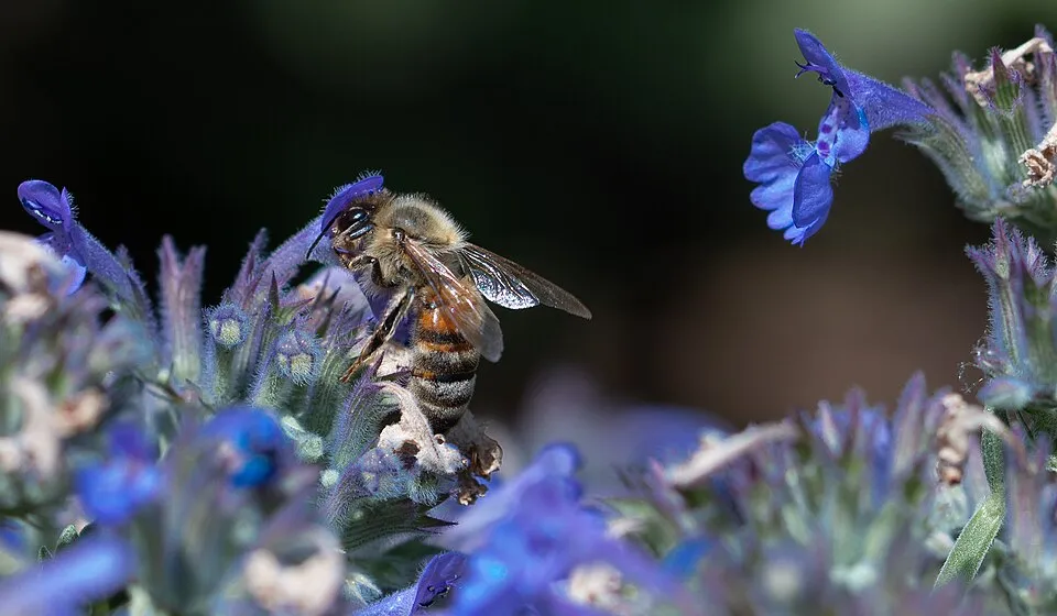 Macskamenta / Nepeta 'Magical Mr. Blue Sky'