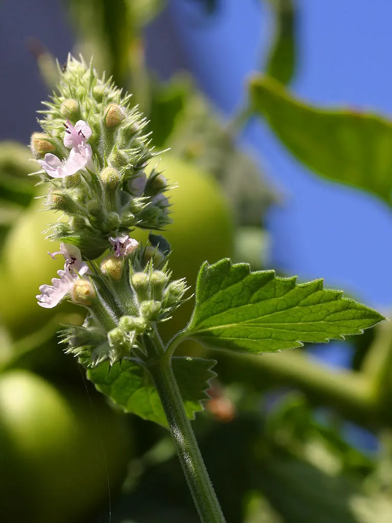 Macskamenta / Nepeta 'Magical Mr. Blue Sky'