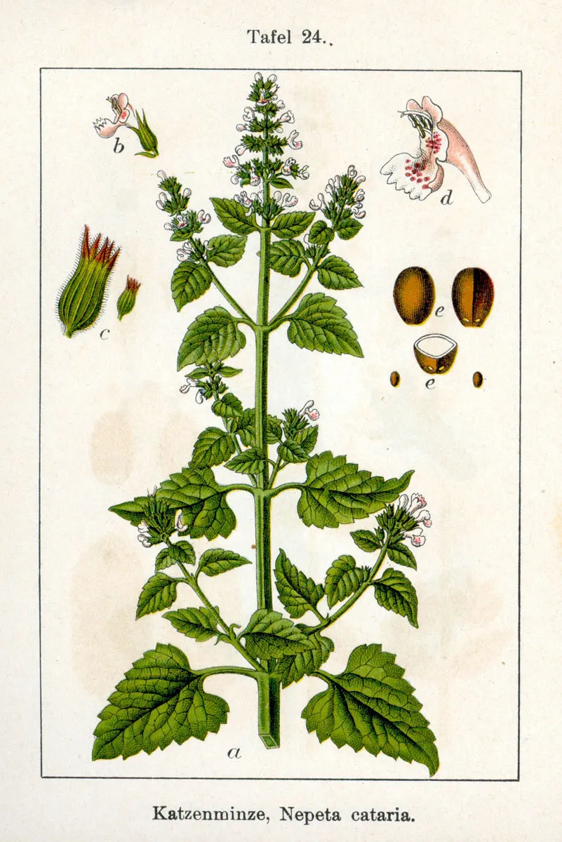 Macskamenta / Nepeta 'Magical Mr. Blue Sky'