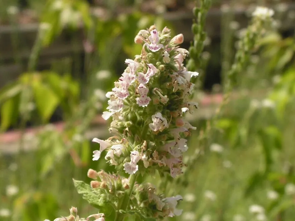 Macskamenta / Nepeta 'Magical Mr. Blue Sky'