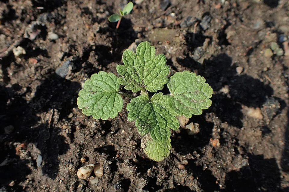 Macskamenta / Nepeta 'Magical Mr. Blue Sky'