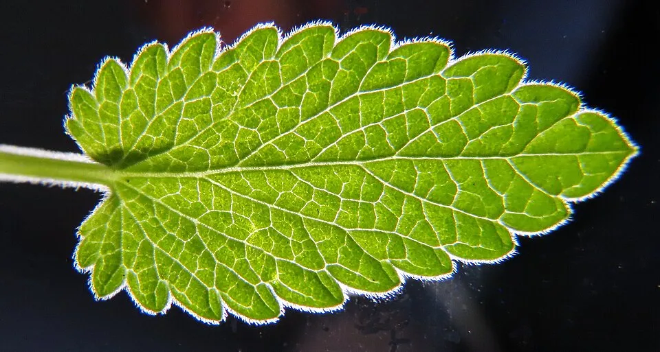 Macskamenta / Nepeta 'Magical Mr. Blue Sky'