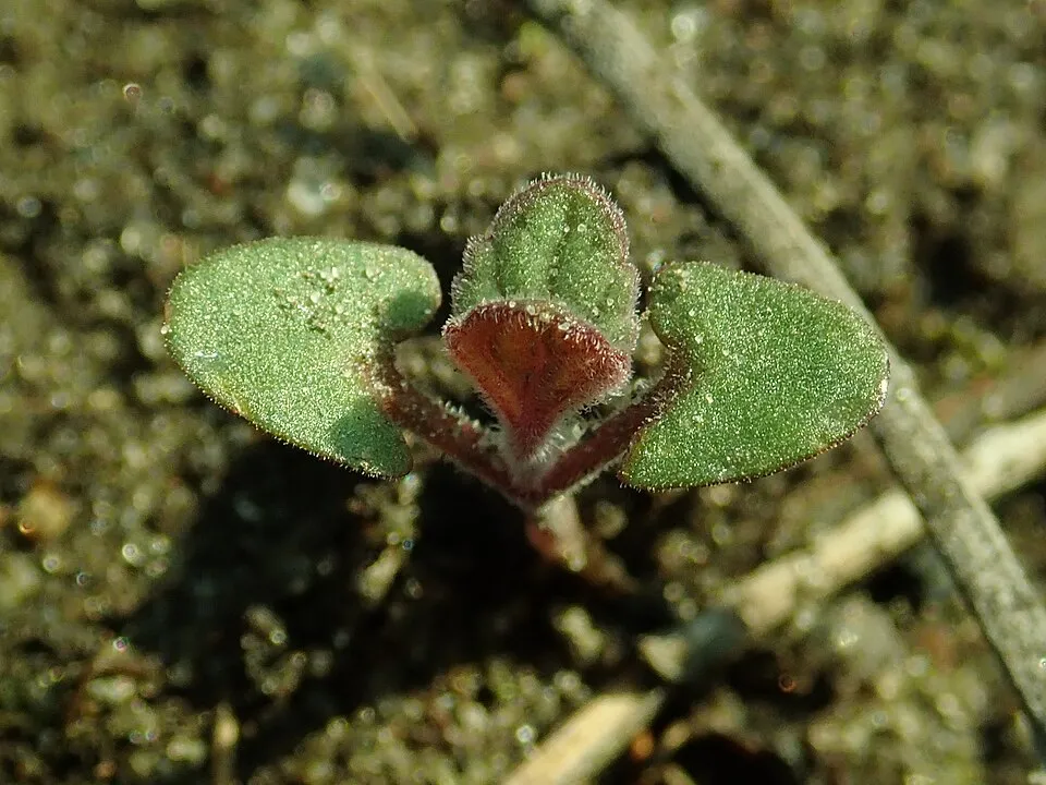 Kerti macskamenta / Nepeta × faassenii 'Junior Walker'