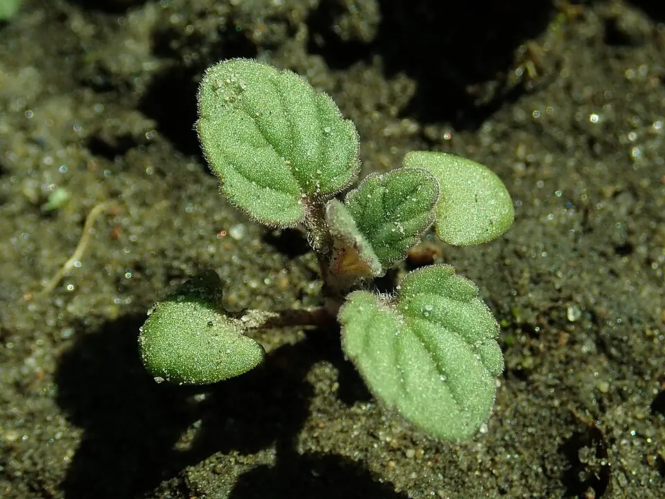 Kerti macskamenta / Nepeta × faassenii 'Junior Walker'