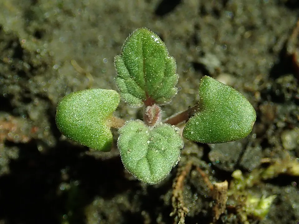 Kerti macskamenta / Nepeta × faassenii 'Junior Walker'