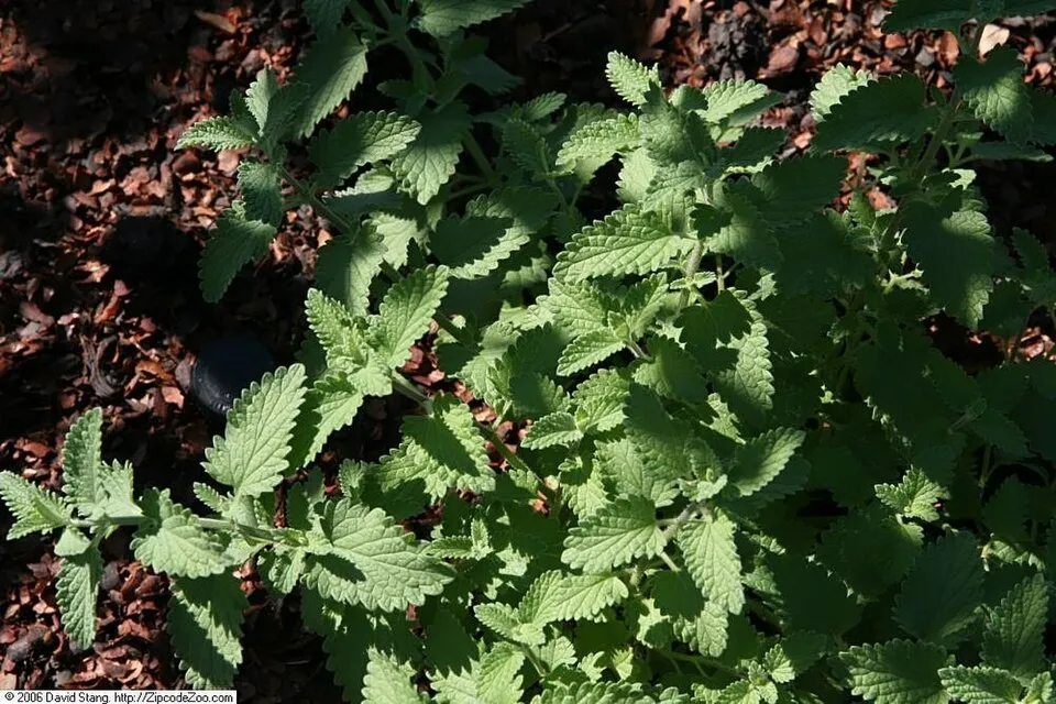Kerti macskamenta / Nepeta × faassenii 'Junior Walker'