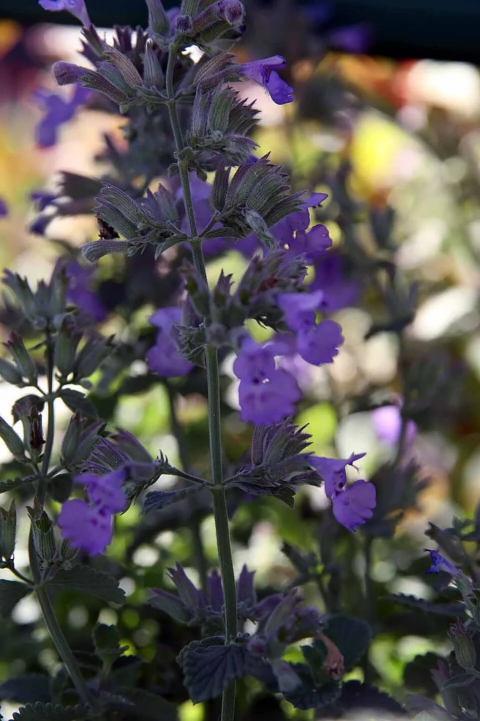 Kerti macskamenta / Nepeta × faassenii 'Junior Walker'