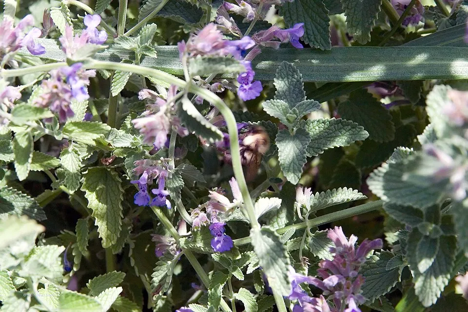 Kerti macskamenta / Nepeta × faassenii 'Junior Walker'