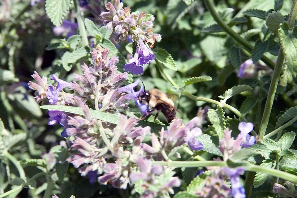 Kerti macskamenta / Nepeta × faassenii 'Junior Walker'