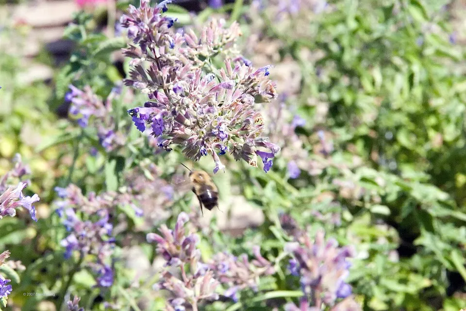 Kerti macskamenta / Nepeta × faassenii 'Junior Walker'