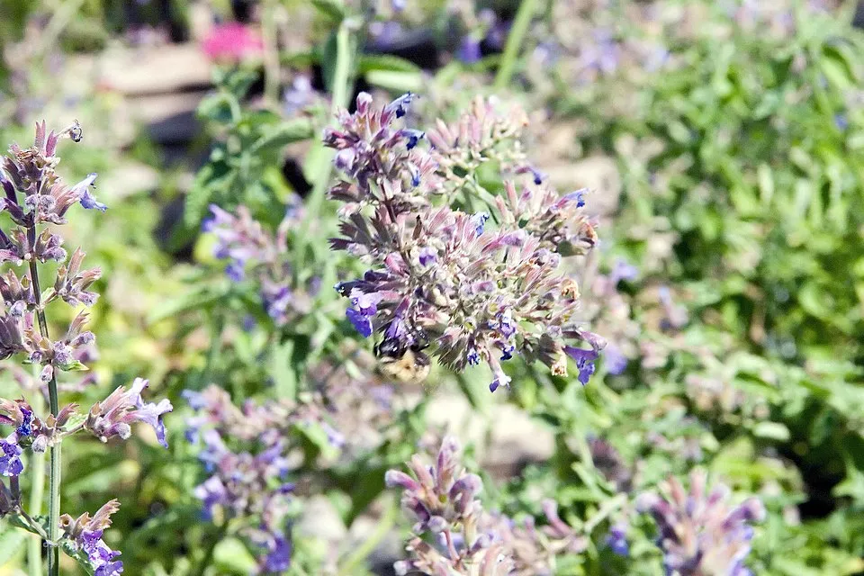 Kerti macskamenta / Nepeta × faassenii 'Junior Walker'