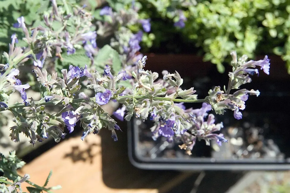 Kerti macskamenta / Nepeta × faassenii 'Junior Walker'