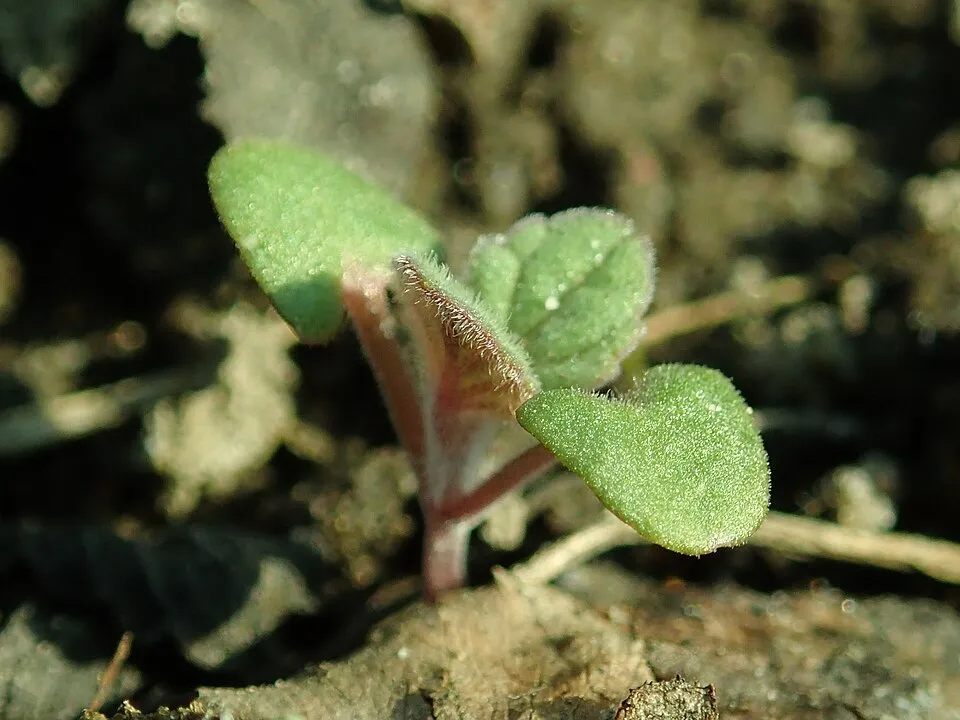 Kerti macskamenta / Nepeta × faassenii 'Junior Walker'