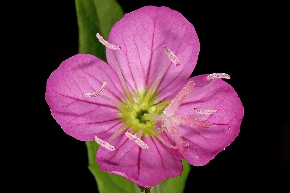 Ligetszépe / Oenothera 'African Sun'