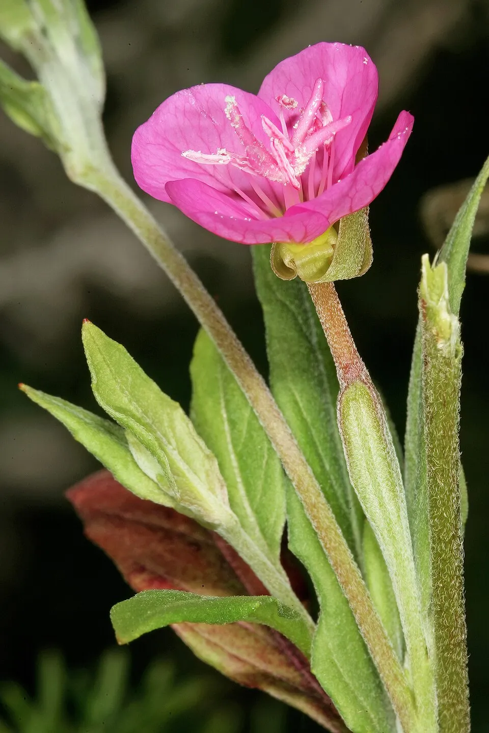 Ligetszépe / Oenothera 'African Sun'