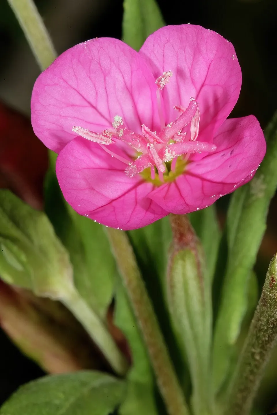 Ligetszépe / Oenothera 'African Sun'