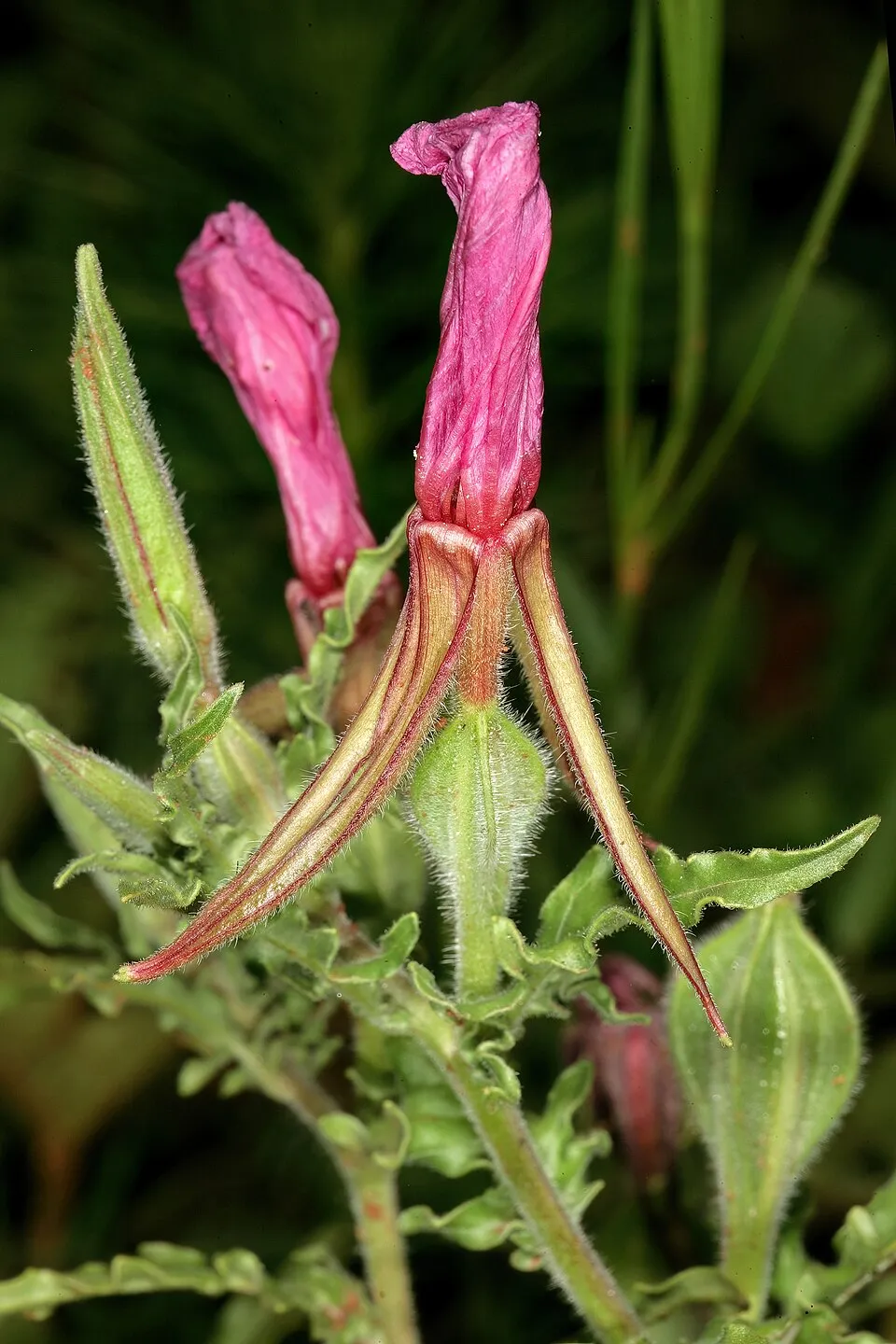 Ligetszépe / Oenothera 'African Sun'