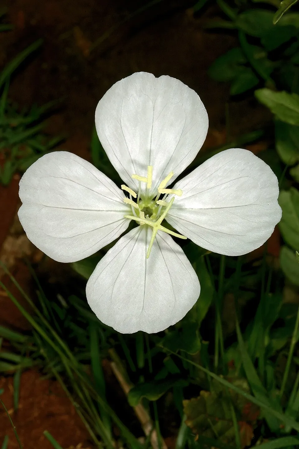 Ligetszépe / Oenothera 'African Sun'