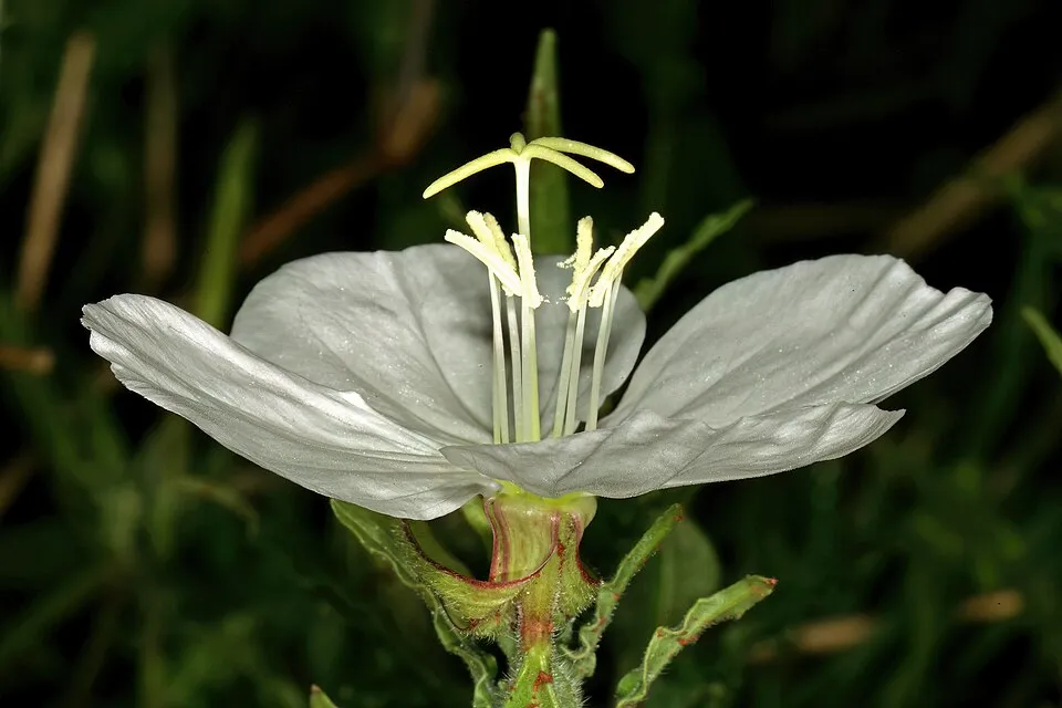 Ligetszépe / Oenothera 'African Sun'