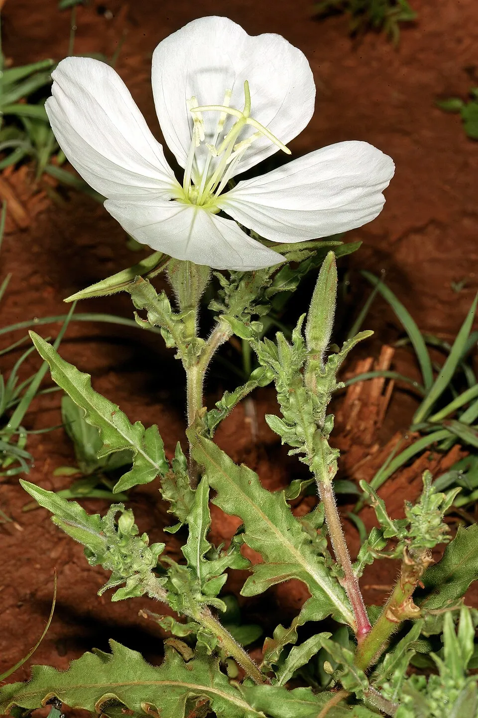 Ligetszépe / Oenothera 'African Sun'