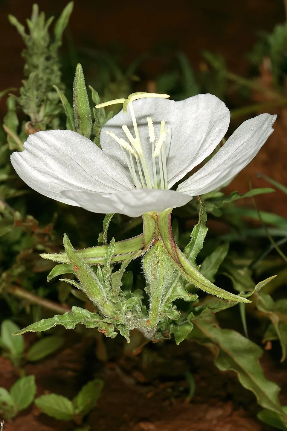 Ligetszépe / Oenothera 'African Sun'