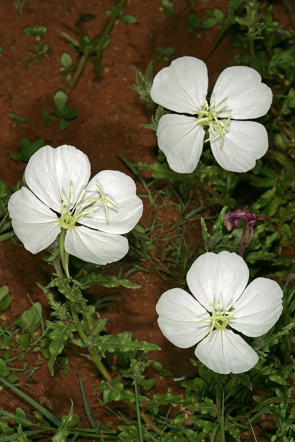 Ligetszépe / Oenothera 'African Sun'