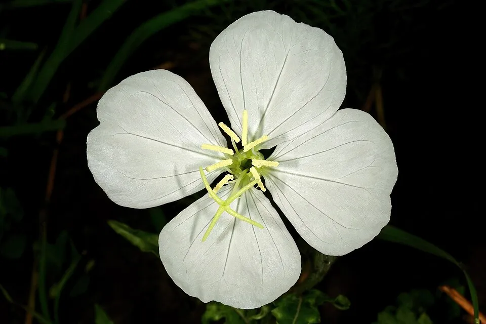 Ligetszépe / Oenothera 'African Sun'