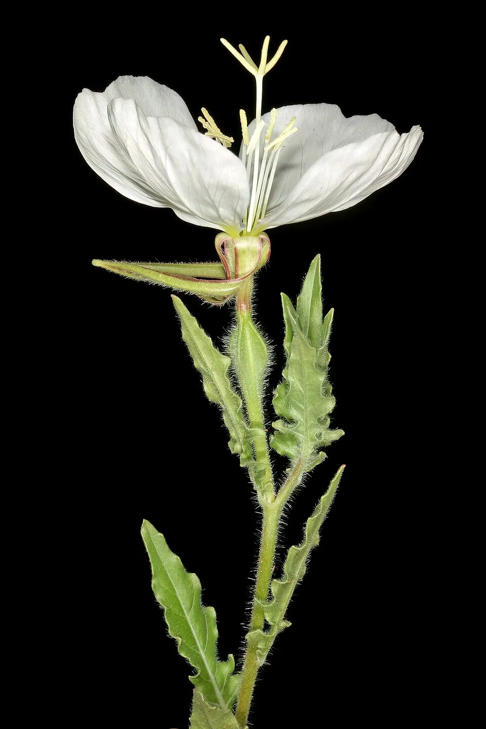 Ligetszépe / Oenothera 'African Sun'