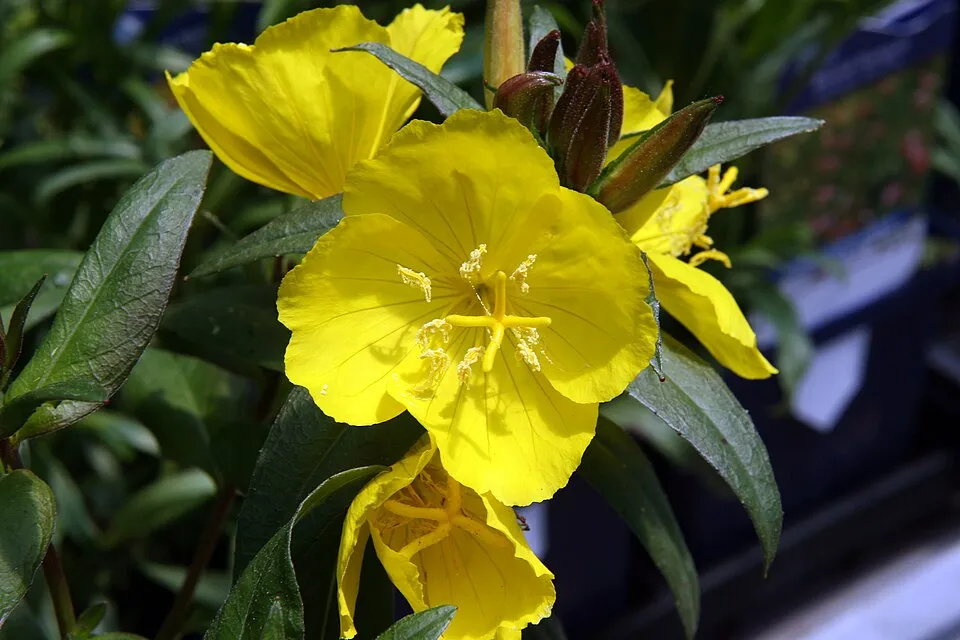 Cserjés ligetszépe / Oenothera fruticosa 'Michelle Ploeger'