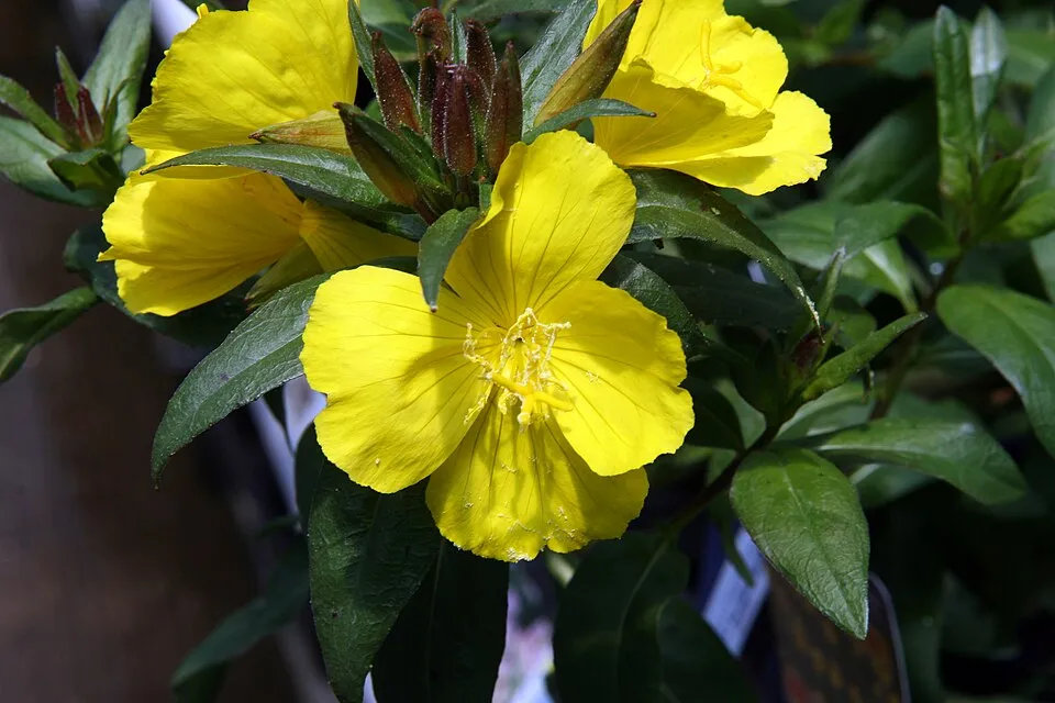 Cserjés ligetszépe / Oenothera fruticosa 'Michelle Ploeger'