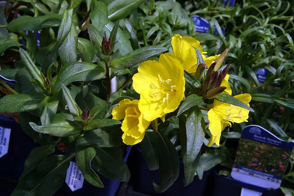 Cserjés ligetszépe / Oenothera fruticosa 'Michelle Ploeger'