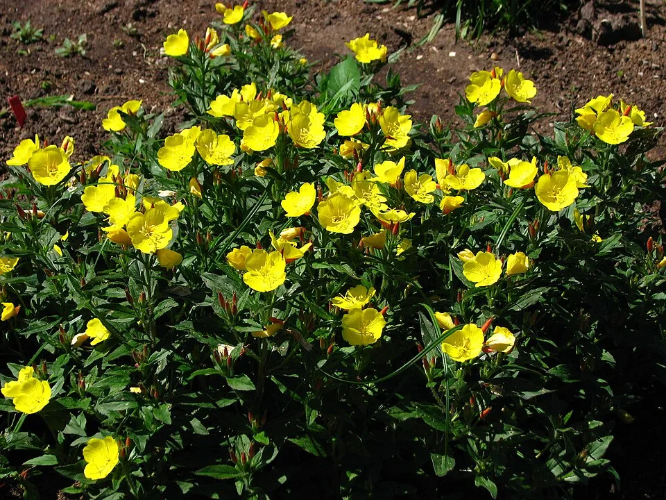 Cserjés ligetszépe / Oenothera fruticosa 'Michelle Ploeger'
