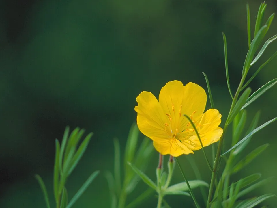 Cserjés ligetszépe / Oenothera fruticosa 'Michelle Ploeger'