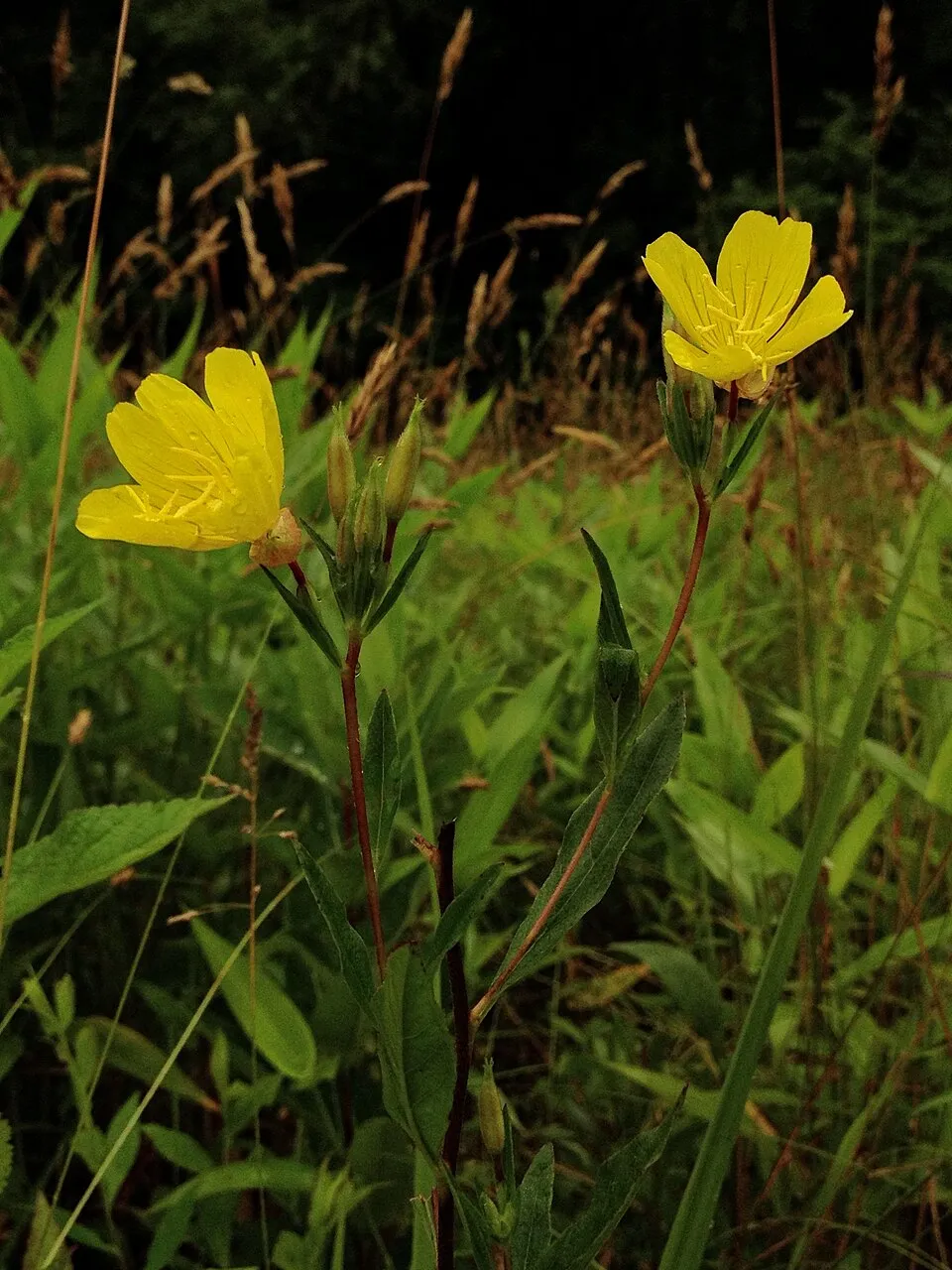 Cserjés ligetszépe / Oenothera fruticosa 'Michelle Ploeger'