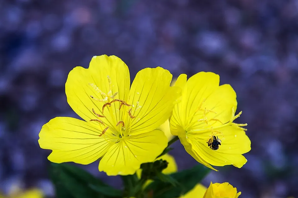 Cserjés ligetszépe / Oenothera fruticosa 'Michelle Ploeger'