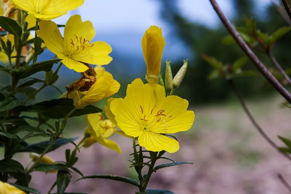 Cserjés ligetszépe / Oenothera fruticosa 'Michelle Ploeger'