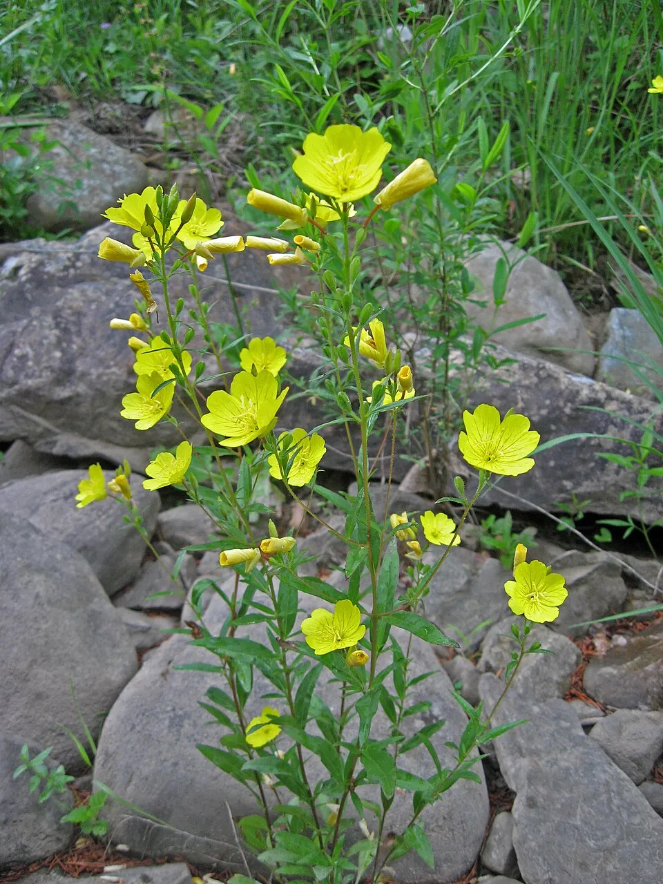 Cserjés ligetszépe / Oenothera fruticosa 'Michelle Ploeger'